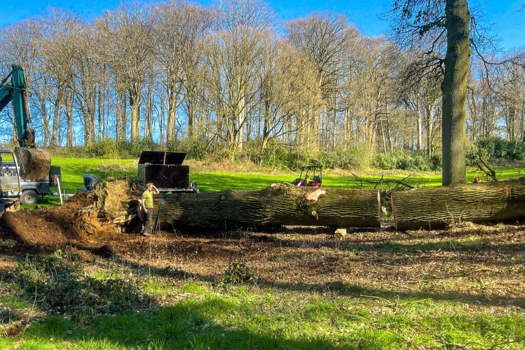 Lokale bomen krijgen tweede leven 5