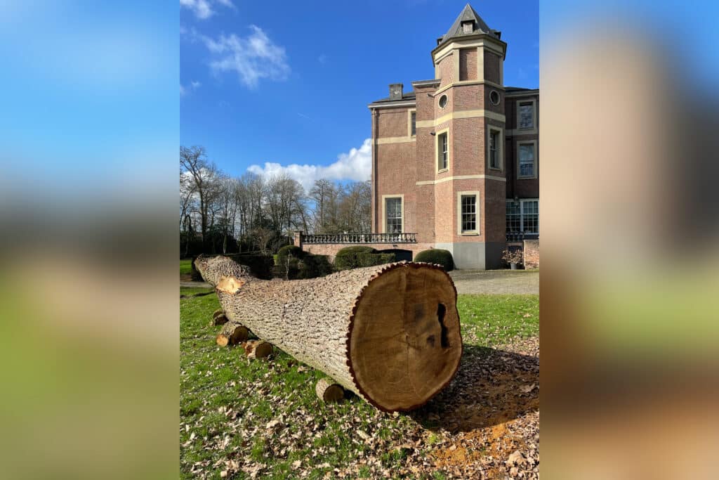 Eik, de ongekroonde koning der houtsoorten 3